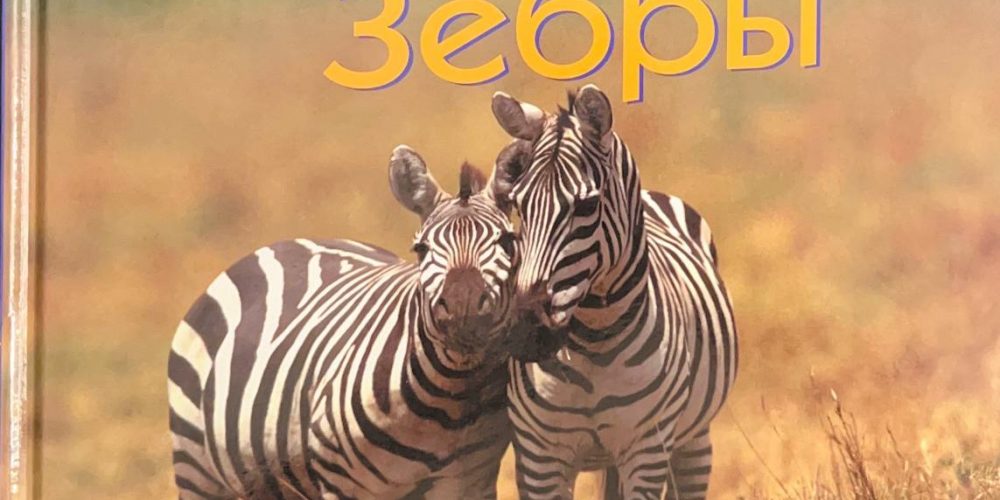 «Первое знакомство: зебры»